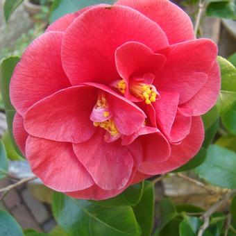 Camellia japonica 'Wildfire'