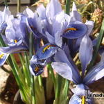 Iris reticulata 'Alida' - Dwergiris