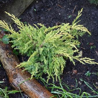 Juniperus x pfitzeriana 'King of Spring'