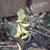 Corydalis cheilanthifolia