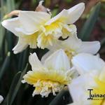 Narcissus 'Ice King' - Narcis