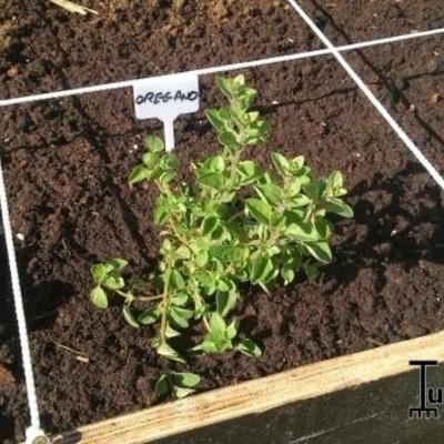 Wilde marjolein, palingkruid, oregano - Origanum vulgare
