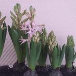Hyacinthus orientalis 'Pink Pearl' - Hyacint