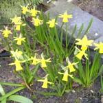 Narcissus 'Baby Boomer' - Narcis, miniatuurnarcis
