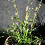 Carex morrowii ‘Irish Green’ - Zegge - Carex morrowii ‘Irish Green’