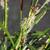 Carex morrowii ‘Irish Green’