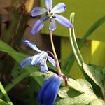 Scilla siberica 'Spring Beauty' - Oosterse sterhyacint