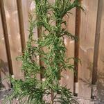 Cryptomeria japonica 'Rasen' - Japanse ceder