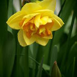 Narcissus 'Tahiti' - Narcis