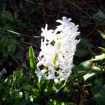 Hyacinthus orientalis 'Carnegie'
