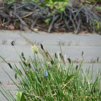 Blauwgras - Sesleria caerulea