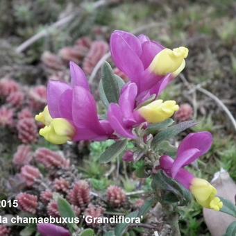 Polygala chamaebuxus 'Grandiflora'