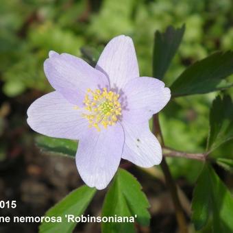 Anemone nemorosa 'Robinsoniana'