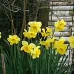 Narcissus 'Yellow Sun'  - Narcis