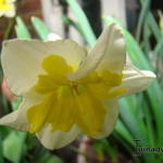 Narcissus ´Smiling Twin´  - Narcis, Spleetkronige narcis