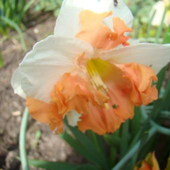 Narcissus 'Sunny Girlfriend'