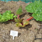 Rheum x hybridium 'Grandad's Favourite' - Rabarber