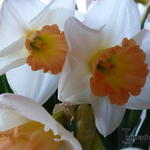 Narcissus 'Louise de Coligny'  - Narcis, miniatuurnarcis