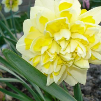 Narcissus 'Sweet Pomponette'
