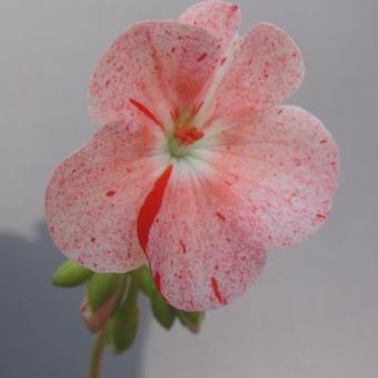 Pelargonium 'Bildeston Speckled'