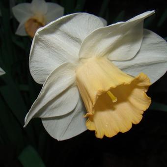 Narcissus 'Spring Pride'