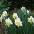 Narcissus 'Spring Pride'