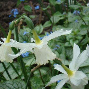 Narcissus triandrus 'Thalia'