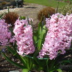 Hyacinthus orientalis 'Pink Surprise' - Hyacint