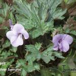 Viola cornuta 'Silver Samurai' - Hoornviooltje