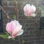 Magnolia x soulangeana 'Lennei' - Beverboom