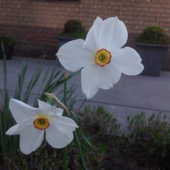 Narcissus 'Barret Browning'