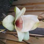 Magnolia 'Sunsation' - Beverboom