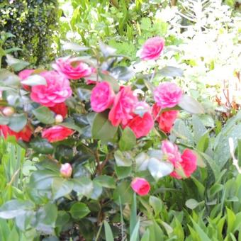 Camellia japonica 'Cereixa de Tollo’