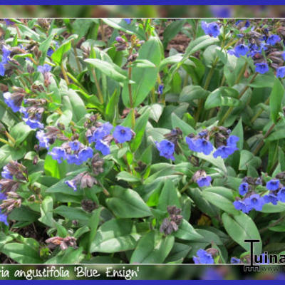Longkruid - Pulmonaria angustifolia 'Blue Ensign'