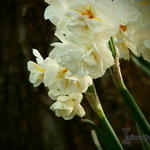 Narcissus 'Sir Winston Churchill' - Narcis