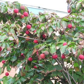 Cornus kousa var. chinensis