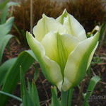 Tulipa 'Spring Green' - Tulp