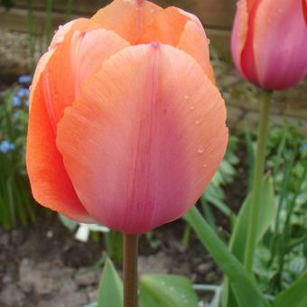 Tulipa 'Willem van Oranje'