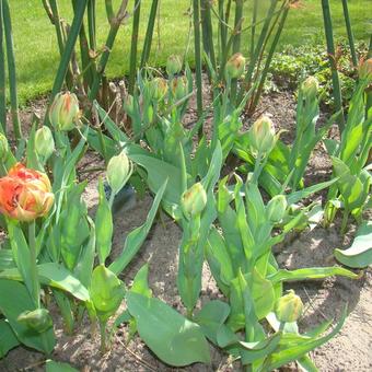 Tulipa 'Abba'