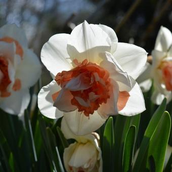 Narcissus 'My Story'