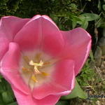 Tulipa 'Mistress' - Tulp