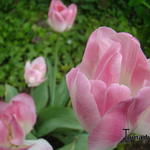 Tulipa 'Finola' - Tulp
