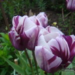 Tulipa 'Zurel' - Tulp