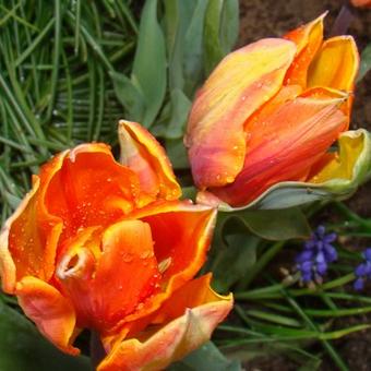 Tulipa 'Willem van Oranje'