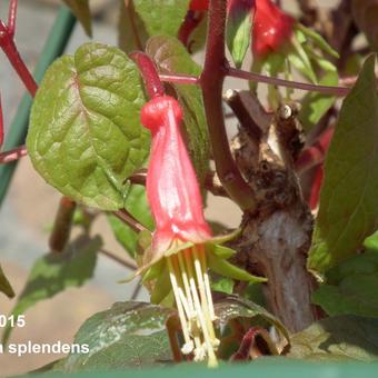 Fuchsia splendens