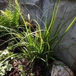 Carex oshimensis 'Everlime'  - Zegge