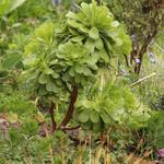 Aeonium arboreum - Vetplant