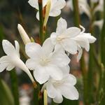 Watsonia borbonica - Kaapse hoornlelie