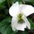 Viola sororia 'Albiflora'