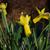 Narcissus cyclamineus 'Rapture'